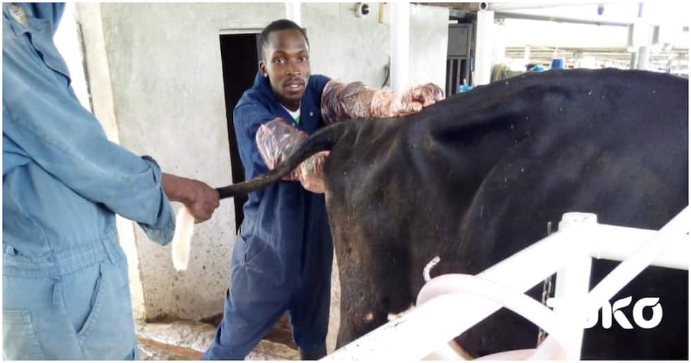 Stephen Mugo Wanjau Dairy Farming.