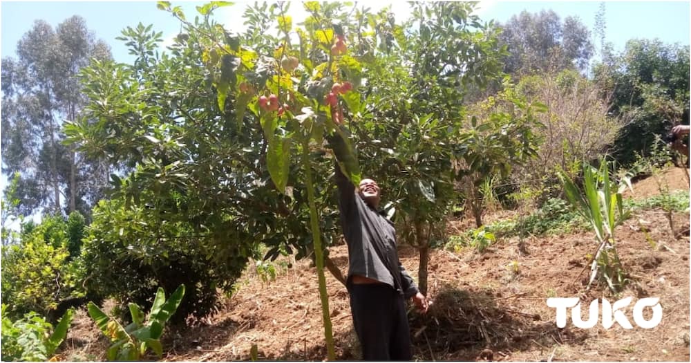 Little known Eburu community embraces fruit farming, use biogas to conserve local forest