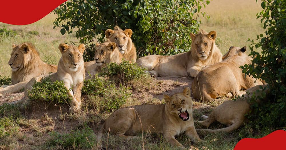 Lions in Kenya