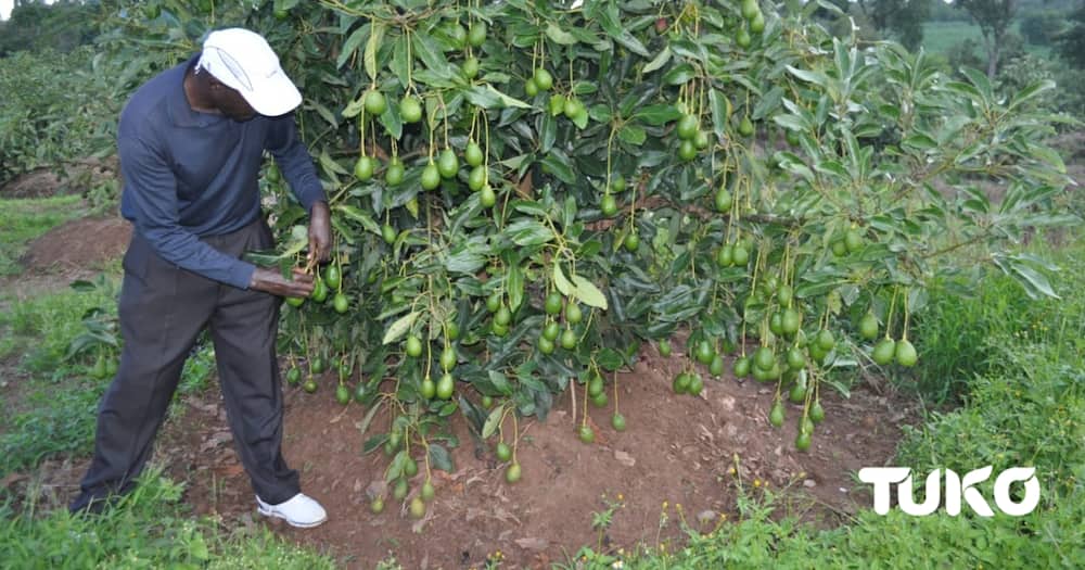 Michael Kimutai: Ex-Presidential Escort Officer Finds Gainful Venture In Avacado Farming After Leaving Forces