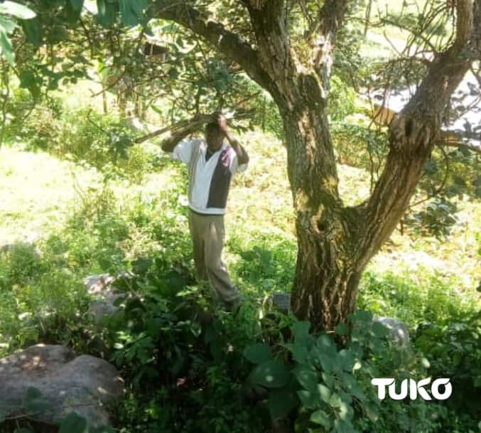 Indigenous tree claimed to miraculously heal infections among Luhyas