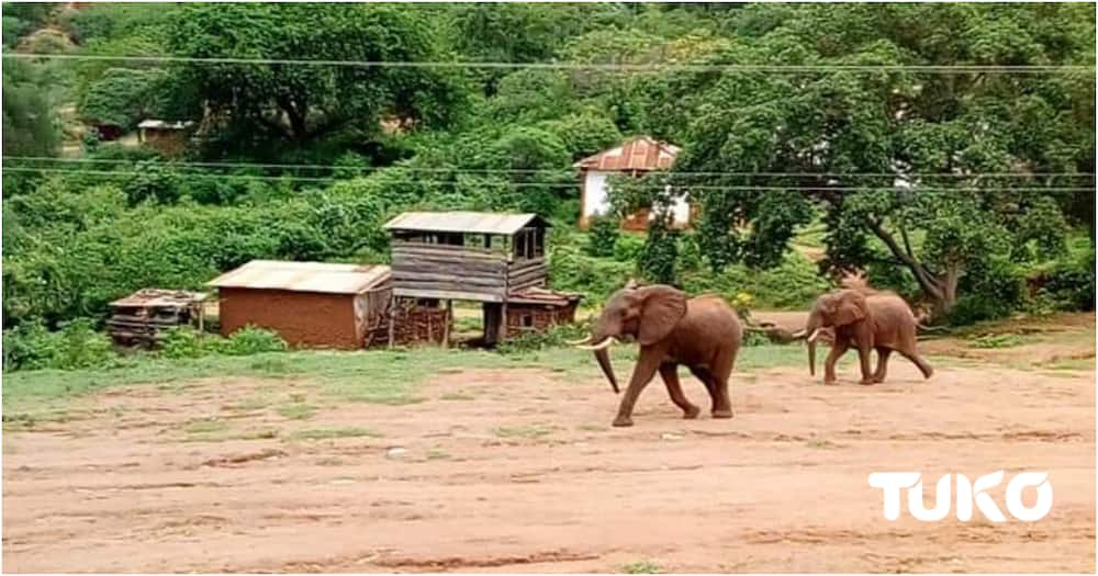 Ndovu mwenye upembe mmoja avamia nyumba ya jamaa na kula mahindi kwenye magunia