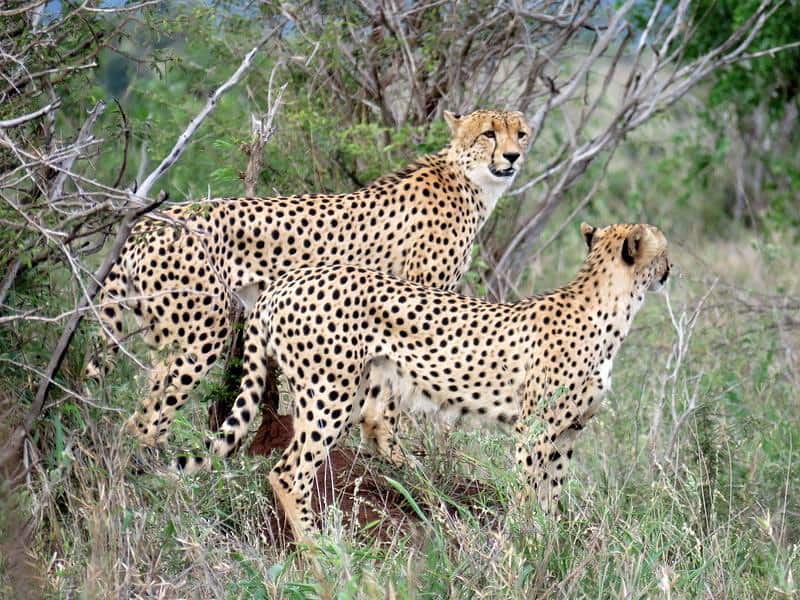 Top 10 most endangered animals in Africa 