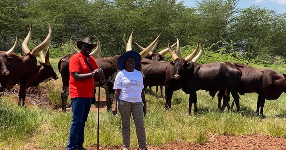 William Ruto, Mama Rachel, spend quality time grazing cattle in their ranch