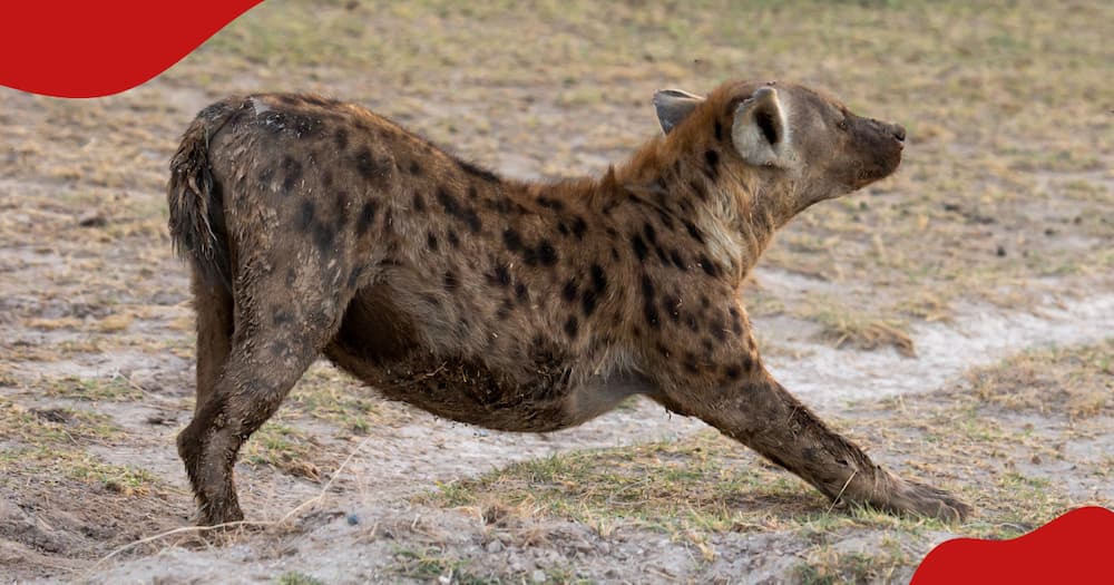 A photo of a hyena stretching