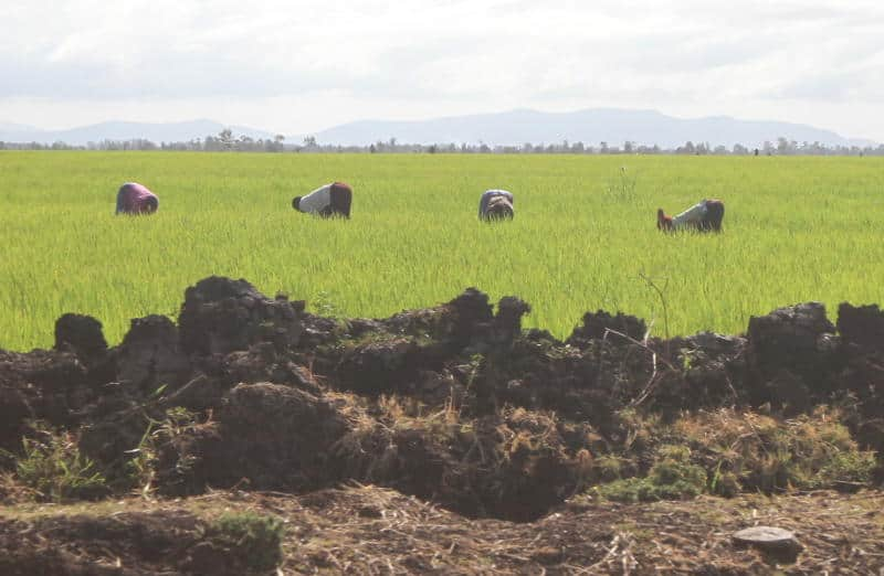 Mwea traders decry influx of fake Pishori rice sprayed with perfume