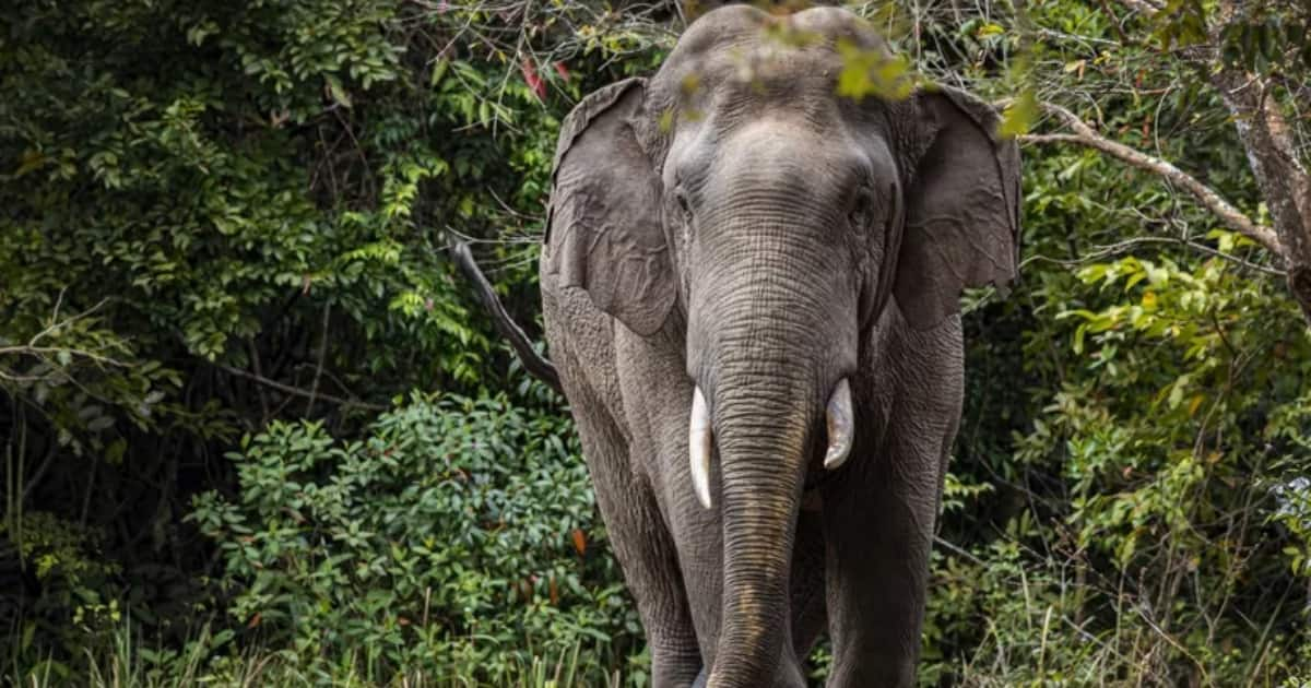 India: Elephant Kills Elderly Woman, Returns to Trample Her Corpse