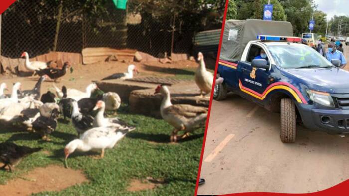 Siaya: Man Spears Neighbour after Ducks Cross Fence, Eat Vegetables on His Farm