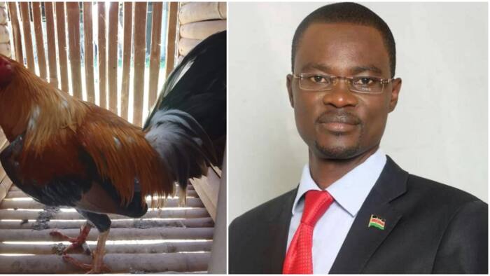 Didmus Barasa Accuses Teachers of Using CBC to Eat Parents' Chickens: "Wamekula Zimeisha"