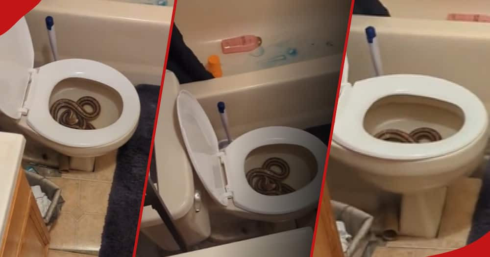 Couple comes face-to-face with snake in toilet