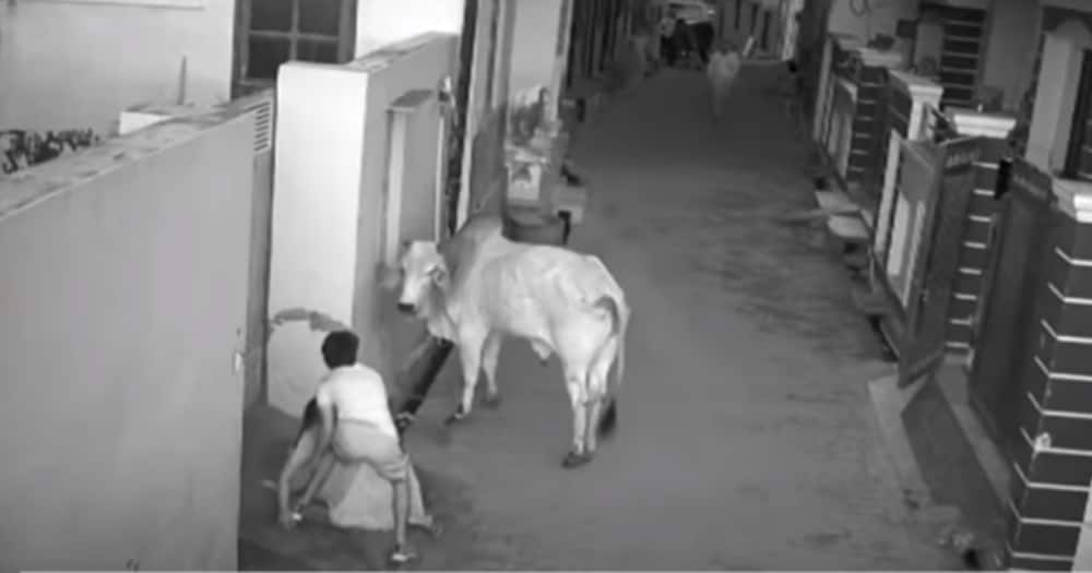 Brave boy saves grandmother from bull attack