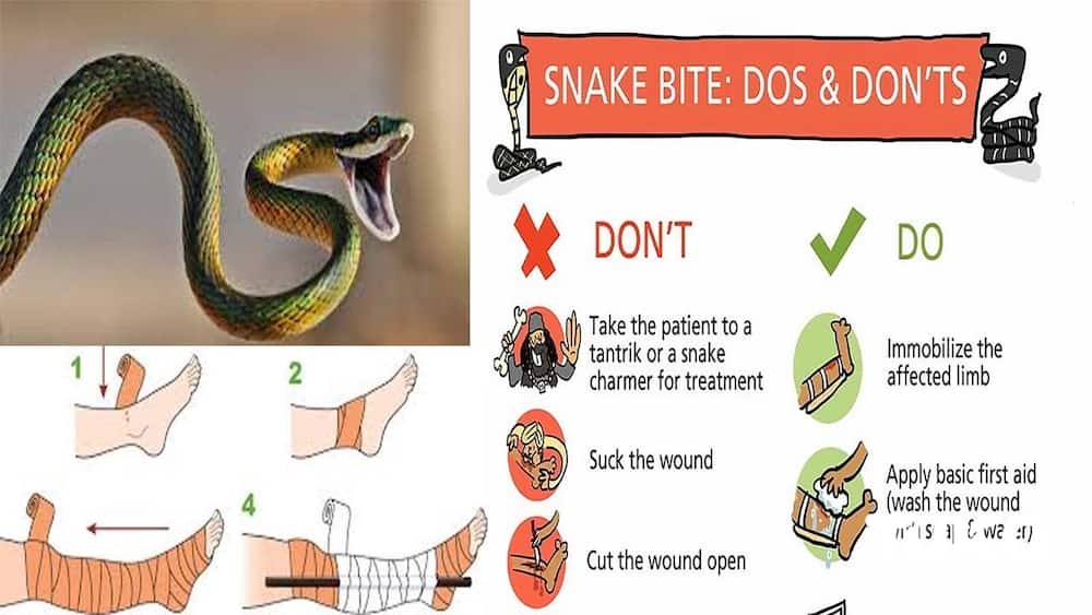 Poisonous snakes in Kenya