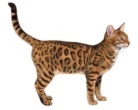 exotic cat breeds