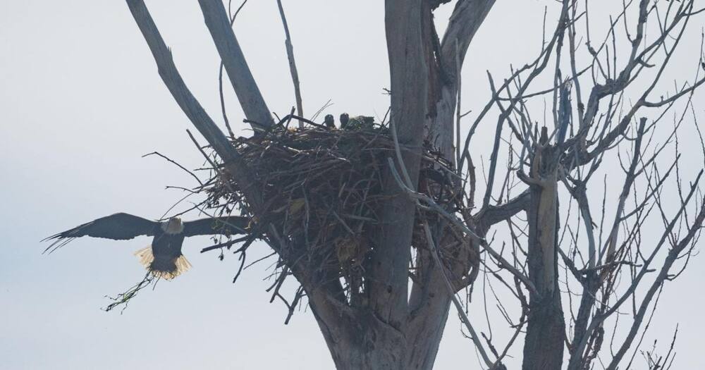 Farmer Accuses Bald Eagle of Killing 54 Lambs at His Farm in Several Attacks