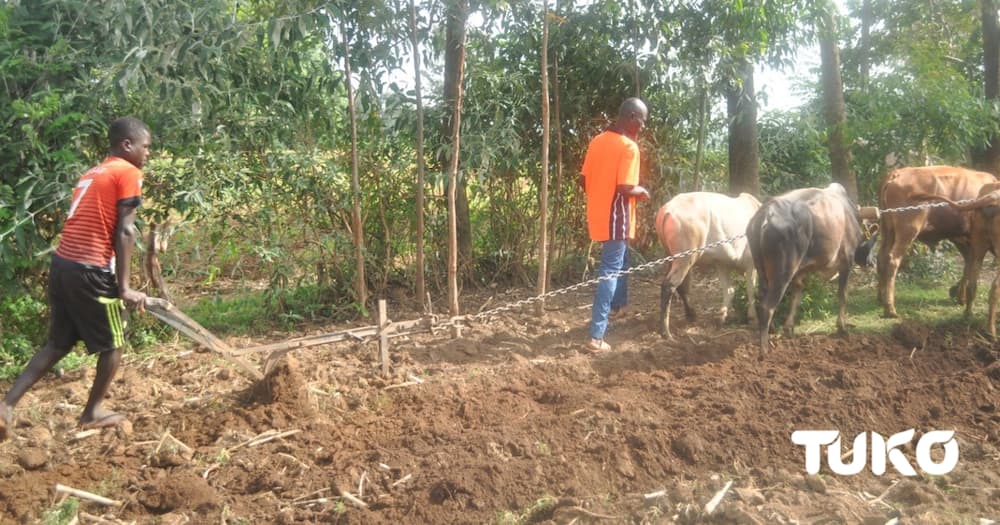 High Fuel Prices Push Butere Farmers to Park Tractors, Bring Out Bullocks