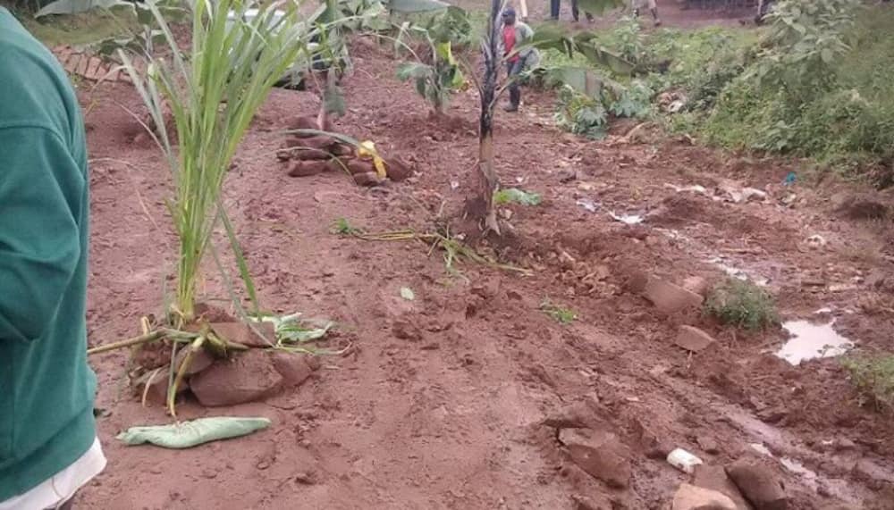 Grandma who fought for independence pleads with Uhuru to repair road to her home