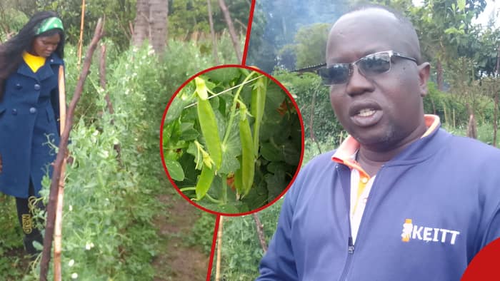Mt Kenya Farmers Venture into Horticulture after Striking New Export Deal