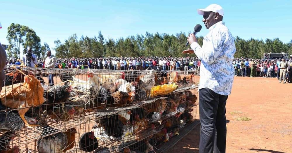 William Ruto at a chicken auction.