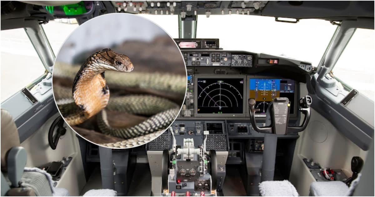 Snake on a plane: Highly venomous cobra found under pilot's seat, World  News