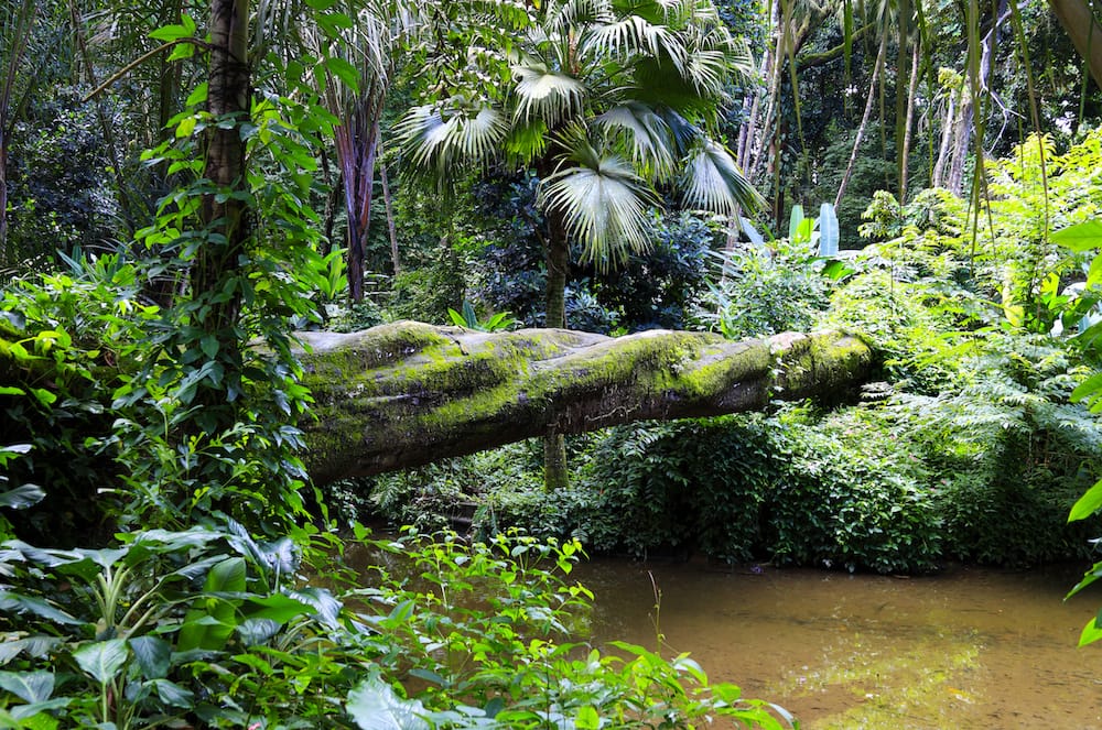 jungles of the world