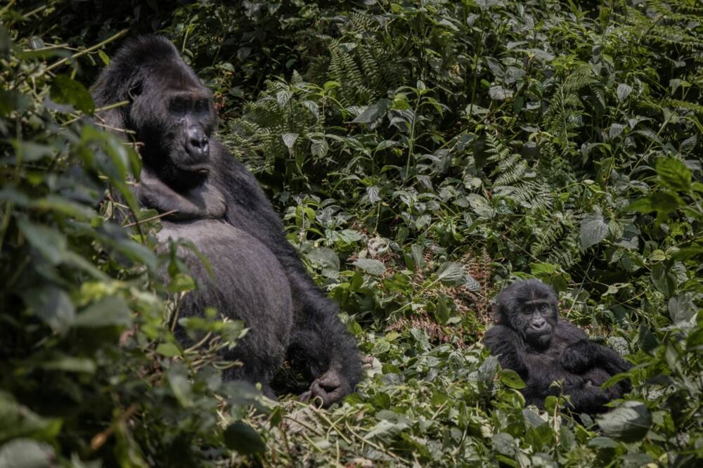 According to the most recent Protected Planet report, only 17 percent of land habitats and around seven percent of marine areas were protected by 2020