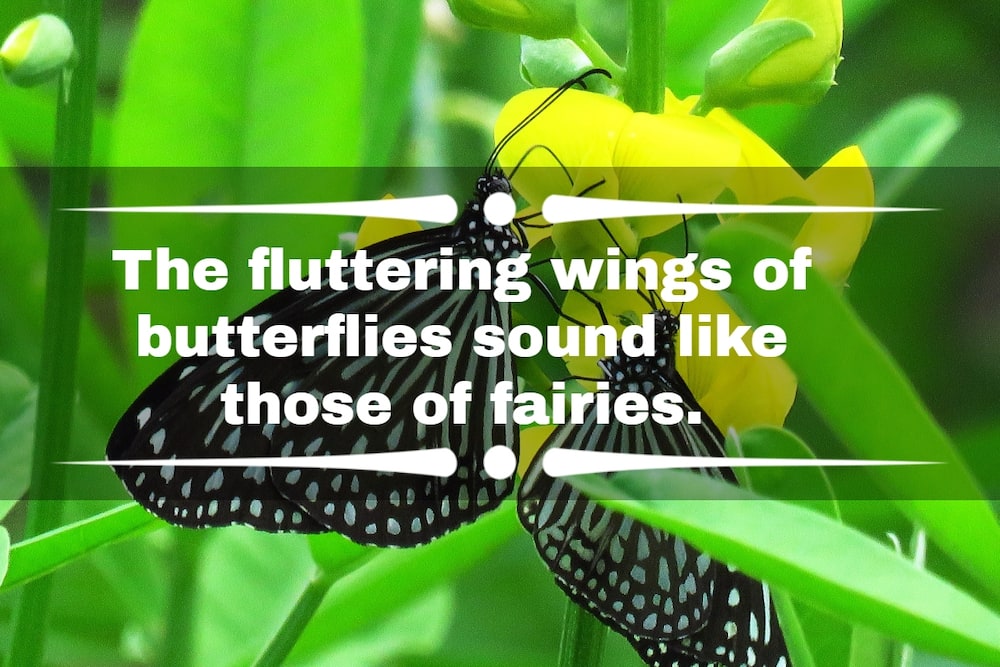 Butterfly captions