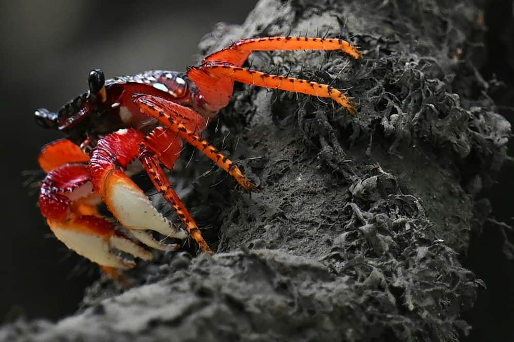 A crab crawls through a mangrove swamp in Nuqui
