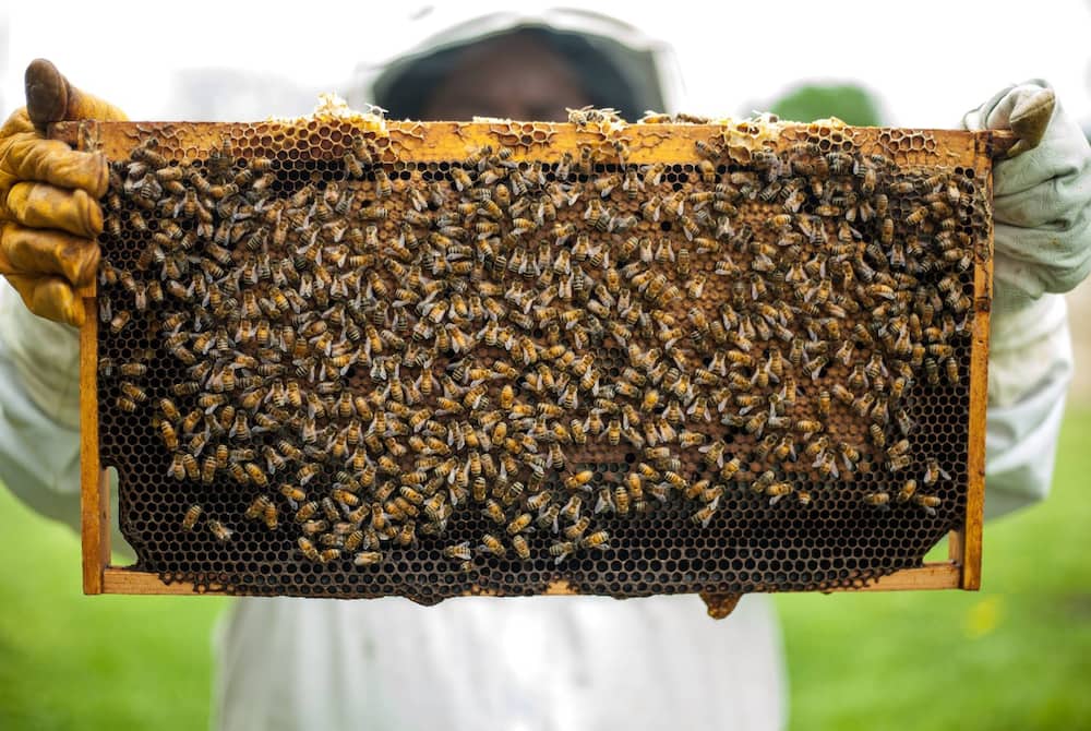 Honey is money: Don’t let your land lie idle, experts advise Kenyan farmers Honey is money: Don’t let your land lie idle, experts advise Kenyan farmers