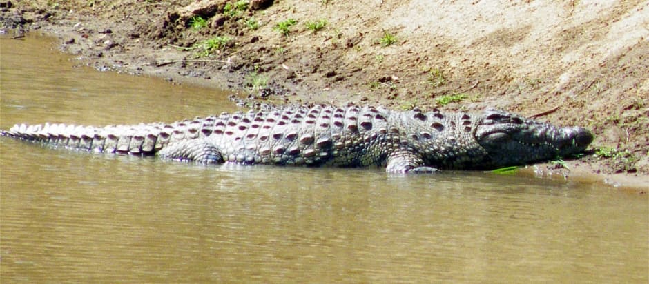 Coronavirus: Mamba amla mwanaume aliyekiuka amri ya kukaa nyumbani