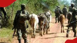 Ugandan Soldiers Invade West Pokot Village, Drive Off with Over 400 Cows