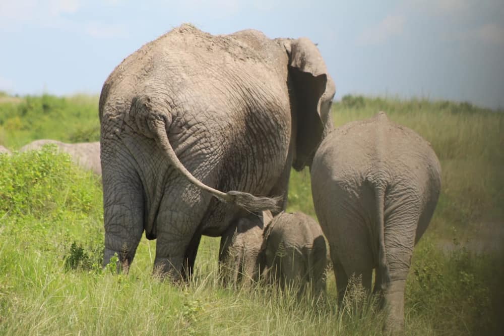 Rare occurrence as Kenyan elephant gives birth to twins