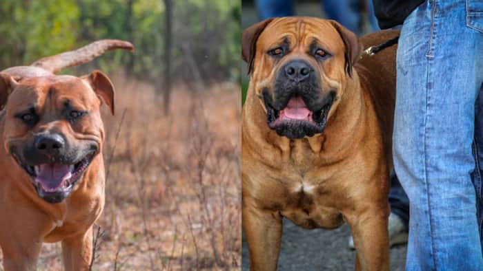 Boerboel: All You Need to Know About South African Dog Breed That Doesn't Entertain Novices