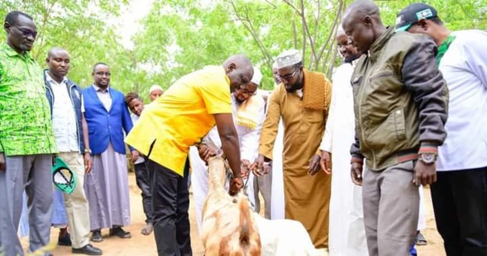 DP William Ruto handing over goats to Muslims.