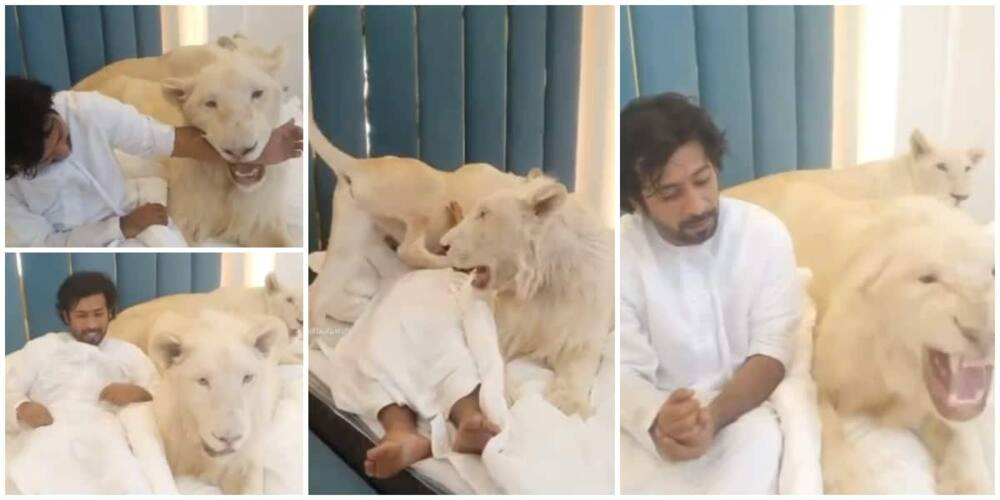 Man Plays with Two Lionesses on Bed