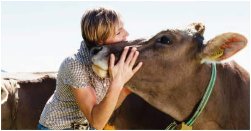 Hug Cows