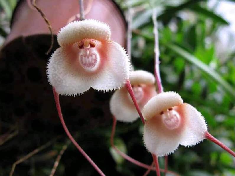 15 flowers that look like animals and where they are native 
