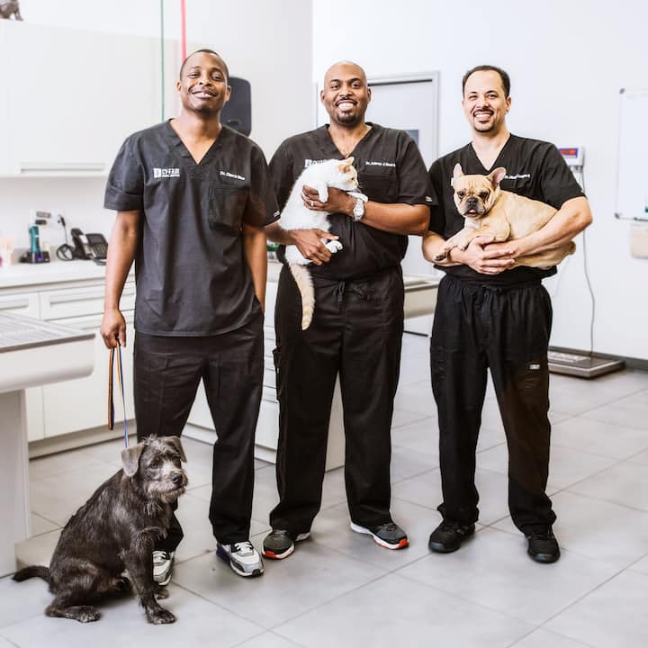 The Vet Life cast and characters, lawsuit, episodes Tuko.co.ke