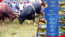 Boni Khalwale Invites Kenyans To a Hair Raising Bullfighting Contest In Malinya On January 1, 2024
