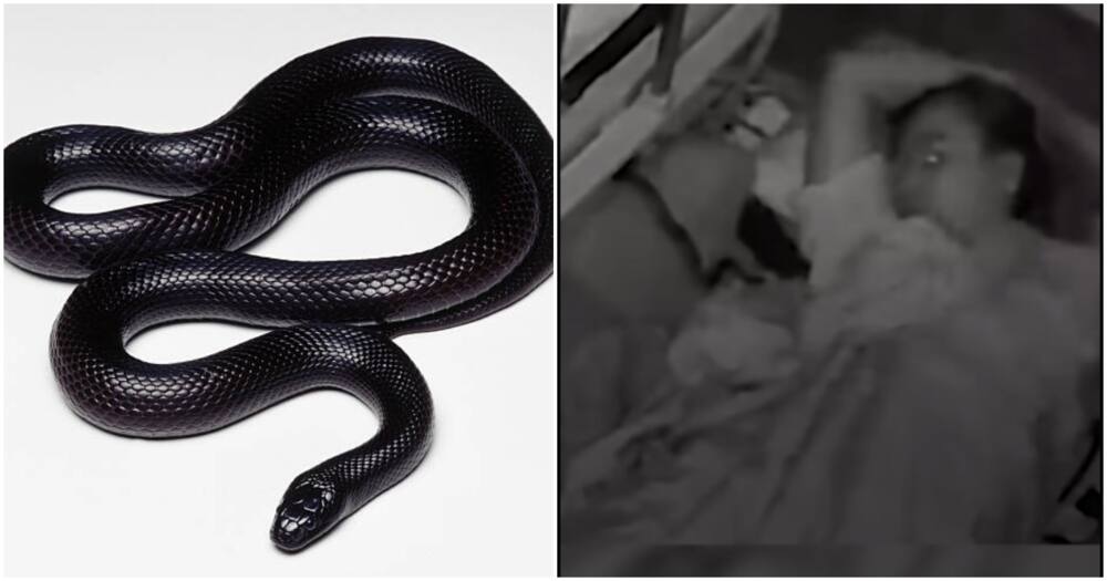 Mujer aterrorizada después de despertarse y encontrar serpiente deslizándose en la cama con ella: «Me congelé de miedo»