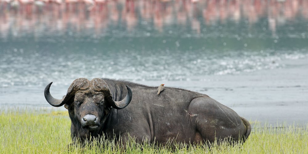 Panic grips wildlife officials after 10 buffaloes die of anthrax at Lake Nakuru National Park