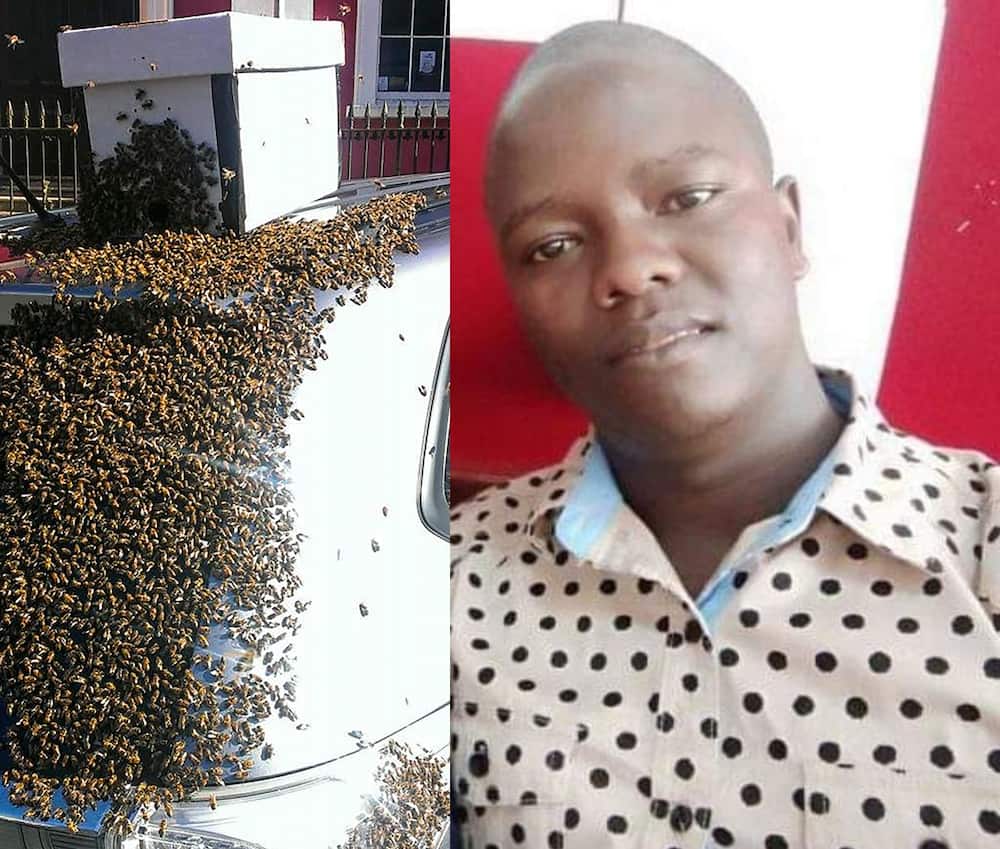 Heartbroken Woman Mourns KRA Officer Killed by Bees in Mombasa: "You Changed My Life"