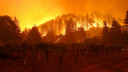 'Extreme' climate blamed for world's worst wine harvest in 62 years
