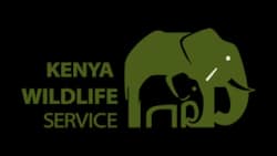 KWS park fees: What will you pay to enter parks and reserves in Kenya?