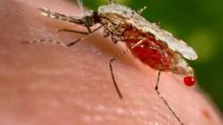 Malaria Vaccine: Breakthrough Looms as New Jab Proves to be 77% Effective