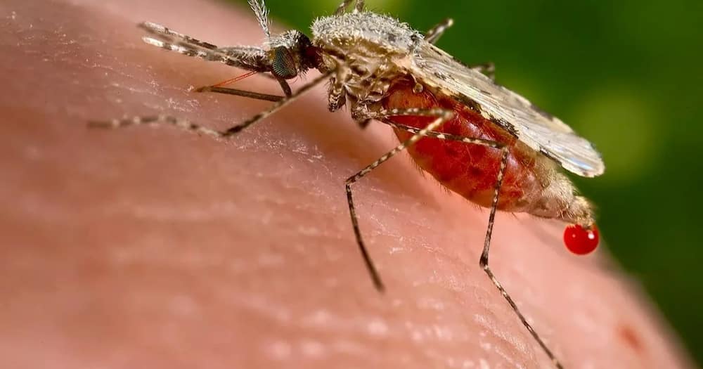 Malaria Vaccine: Breakthrough Looms as New Jab Proves 77% Effective