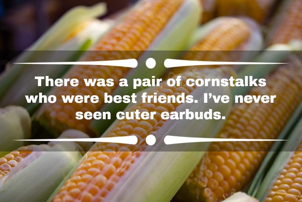 Corn puns and jokes