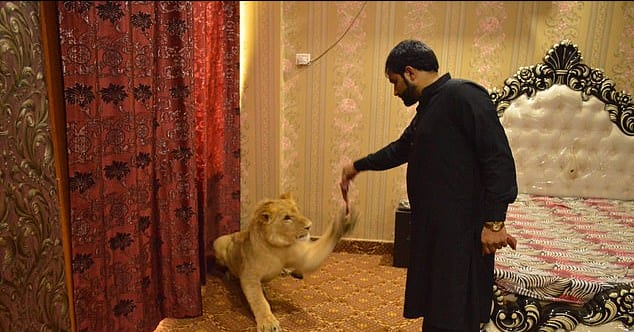 Meet man who keeps lion as pet, lets it sleep on his bed