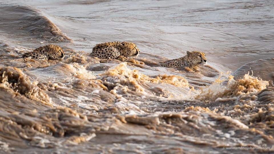 Five cheetah brothers warm hearts around world after safely crossing flooded river in Maasai Mara
