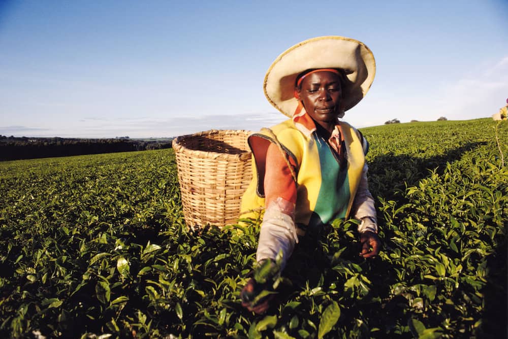 A female tea picker