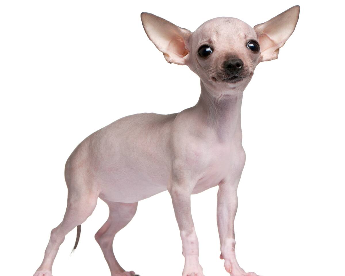 Dog breeds without store hair